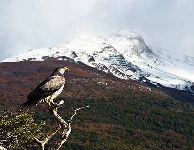山水树鸟摄影照片_巴塔哥尼亚经典：鸟、树、山。