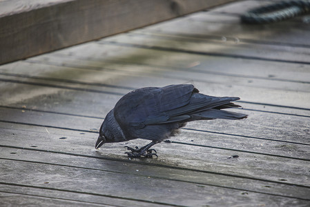 西部寒鸦 (corvus monedula) 挪威 kaie