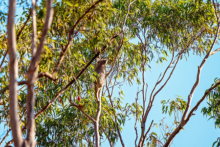 澳大利亚考拉爬树