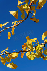 银杏叶摄影照片_有秋天黄色叶子的银杏树分支