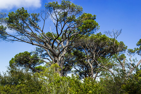 南非开普敦康斯坦博西植物园内巨大的南非树木。