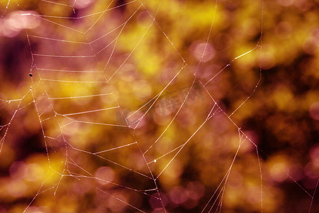 科普博士摄影照片_橙色蜘蛛网背景虚化