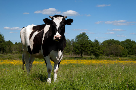 黑牛摄影照片_黑牛在田里吃草