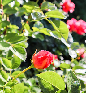 阳光明媚的日子里，花园里有露珠的美丽红玫瑰花蕾