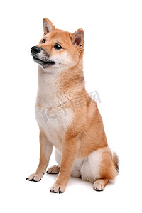 在白色背景前的 Shiba Inu 狗