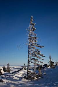 一棵孤独的白云杉树站在苔原的雪中，针叶和树枝从迎风面上剥落