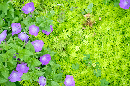 花园公园盛开的花卉植物