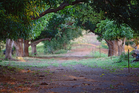 日照摄影照片_老芒果树的拱形大道