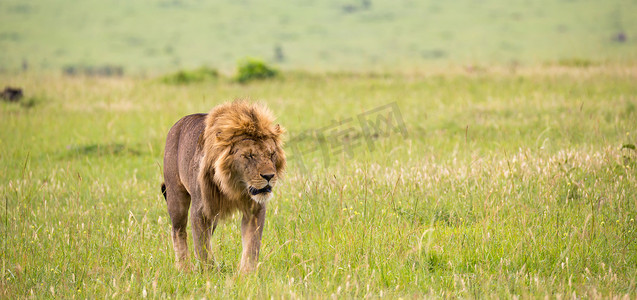 雄狮子摄影照片_一头大公狮子在大草原走
