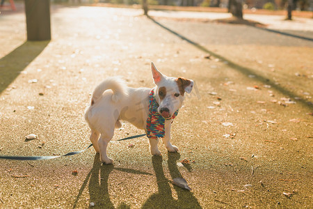戴着围巾的可爱杰克罗素狗的肖像在秋季公园复制空间和空白处行走。
