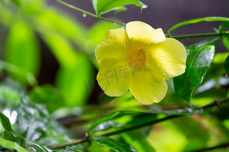 马达加斯加的一朵黄色本地花，有小雨滴