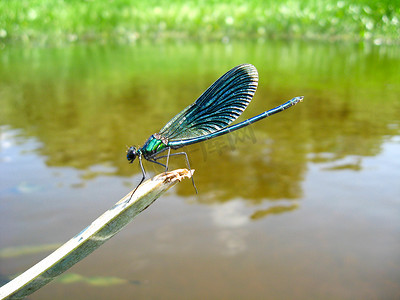 坐在水面上的深蓝蜻蜓