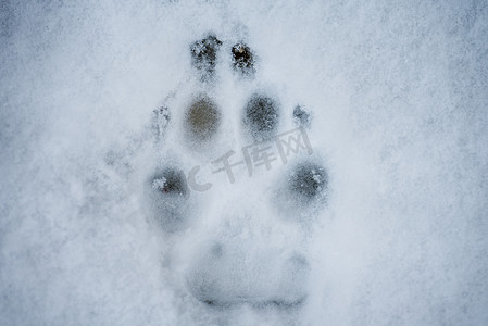 狗脚印摄影照片_雪地上的狗脚印。