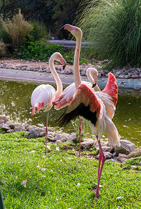 巴多卡野生动物园池塘里的粉红色火烈鸟