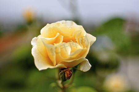 玫瑰花丛摄影照片_黄玫瑰