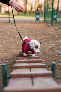 杰克罗素梗犬在城市公园区遛狗区背景下的户外训练 — 宠物生活方式概念