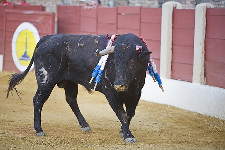 在西班牙斗牛中捕捉角断裂的勇敢公牛的形象