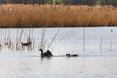两只野鸭在欧洲田园诗般的湖中游泳和打扮