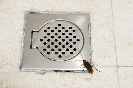 浴室排水孔附近有蟑螂。