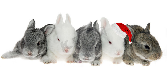 五只小兔子排成一行，其中一只是圣诞老人克劳斯