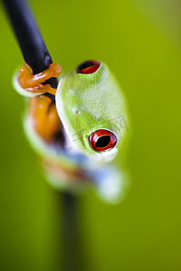 绿色小青蛙摄影照片_彩色背景叶子上的青蛙影子