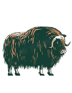 Muskox Musk Ox Musk-Ox 或 Musk Oxen Native to the Arctic 侧视图 WPA 海报艺术