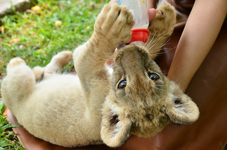 可爱瓶瓶摄影照片_饲养员喂小狮子