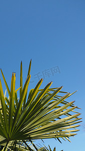 手机壁纸天空摄影照片_自然主题4K（16:9）手机壁纸：棕榈