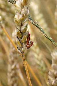 普通红甲虫