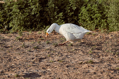 跑大白鹅摄影照片_白鹅享受在花园里散步。