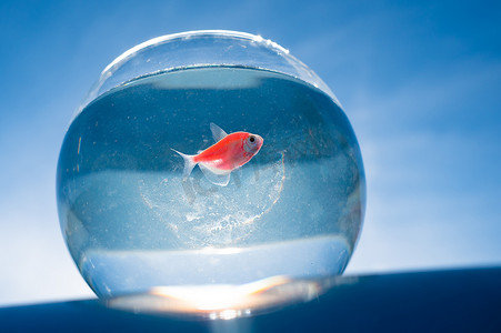 圆的动物摄影照片_一条金鱼在蓝色天空映衬下的圆形水族箱中游泳。
