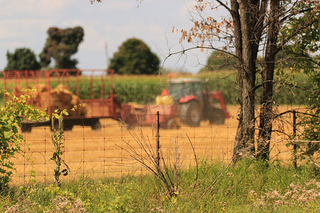从远处看，一辆拖拉机正在割干草田，方形草捆被捞斗抛入拉动的推车中