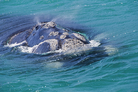 南露脊鲸，干斯拜，西开普省，南非