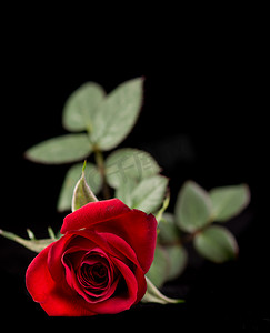 玫瑰花黑色摄影照片_孤立在黑色的红玫瑰
