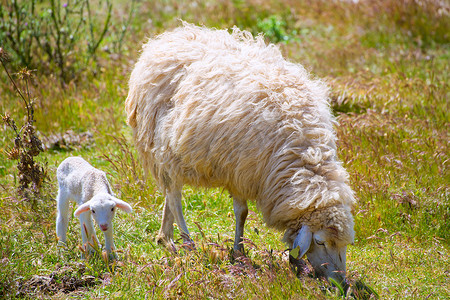 绵羊妈妈和小羊羔在田里吃草
