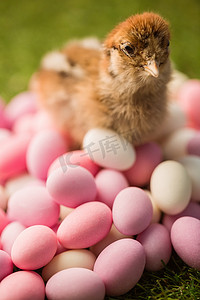 粉色小鸡摄影照片_复活节彩蛋填充小鸡