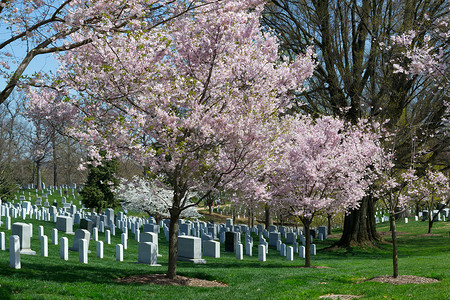 在阿灵顿公墓的桃红色樱桃树