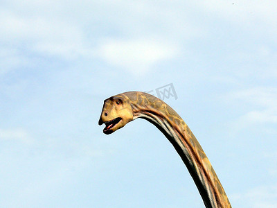 长长的脖子上的恐龙头，天空背景下的个体。