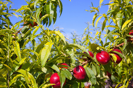 一棵树摄影照片_一棵树上的油桃果实，红色