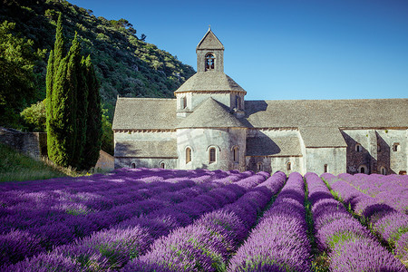 Senanque 修道院 普罗旺斯 法国