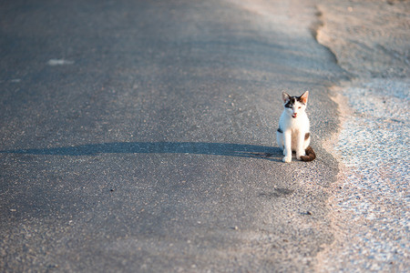 流浪猫摄影照片_希腊路上的三色流浪猫