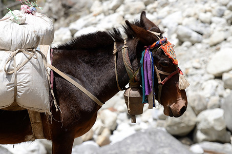 尼泊尔珠穆朗玛峰地区负重驴的画像