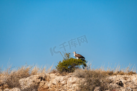 未成熟的武鹰，好战的 Polemaetus，在 Kgalagadi