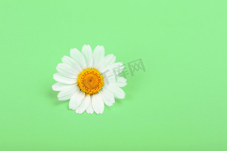 一朵黄菊花摄影照片_关闭在绿色的一朵春黄菊花