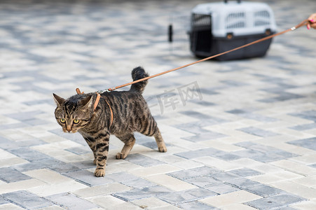 一只灰色条纹猫在户外散步时拉着主人的皮带。