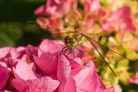 粉红色霍滕西亚上的蜻蜓