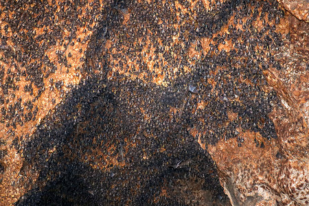 蝙蝠群摄影照片_蝙蝠群挂在洞穴的天花板上。 