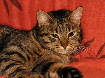 沙发猫摄影照片_沙发上的灰猫