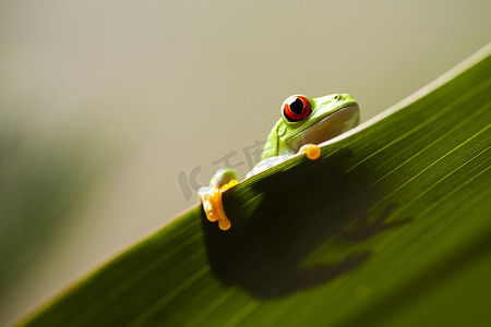 彩色背景叶子上的青蛙影子