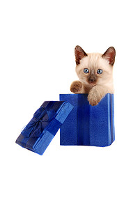 在礼物盒的暹罗小猫